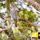 Shikra ( Accipiter badius).