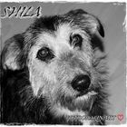 SHILA!!!