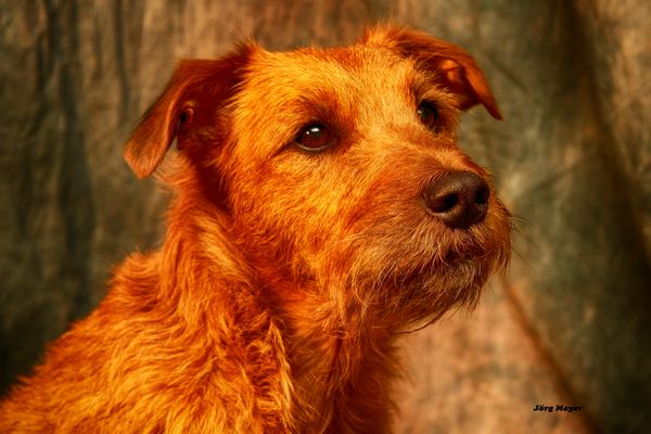 Shila ganz aufmerksam