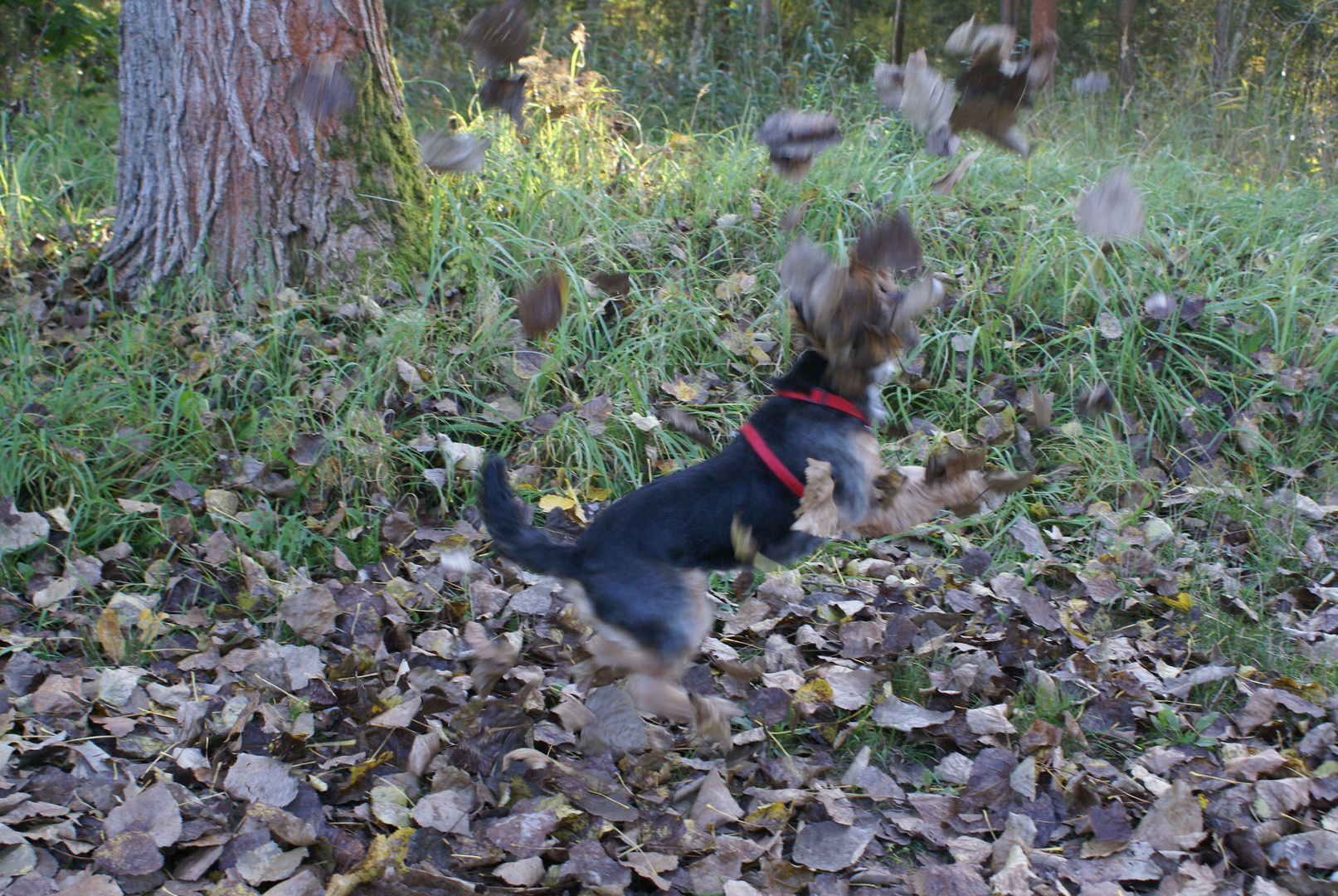 Shila liebt den Herbst und das Blätterrascheln