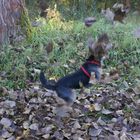 Shila liebt den Herbst und das Blätterrascheln