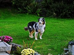 Shila wartet auf ihren Ball 