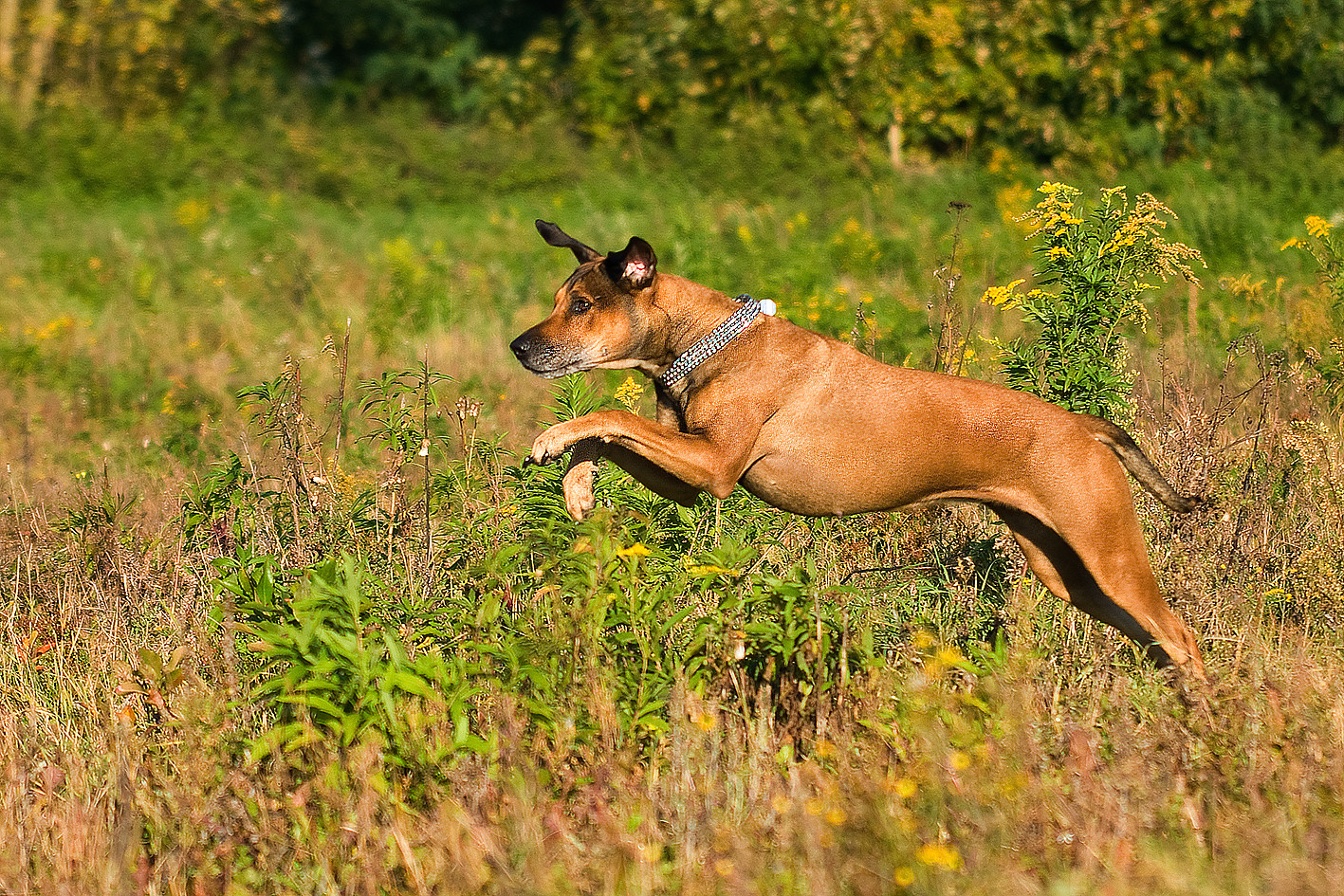 Shila´s Herbstspaziergang