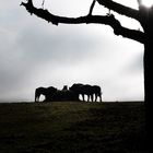 Shilo-Ranch im Südhessischen