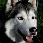 Shima,.... meine 11 Jahre alte Huskydame