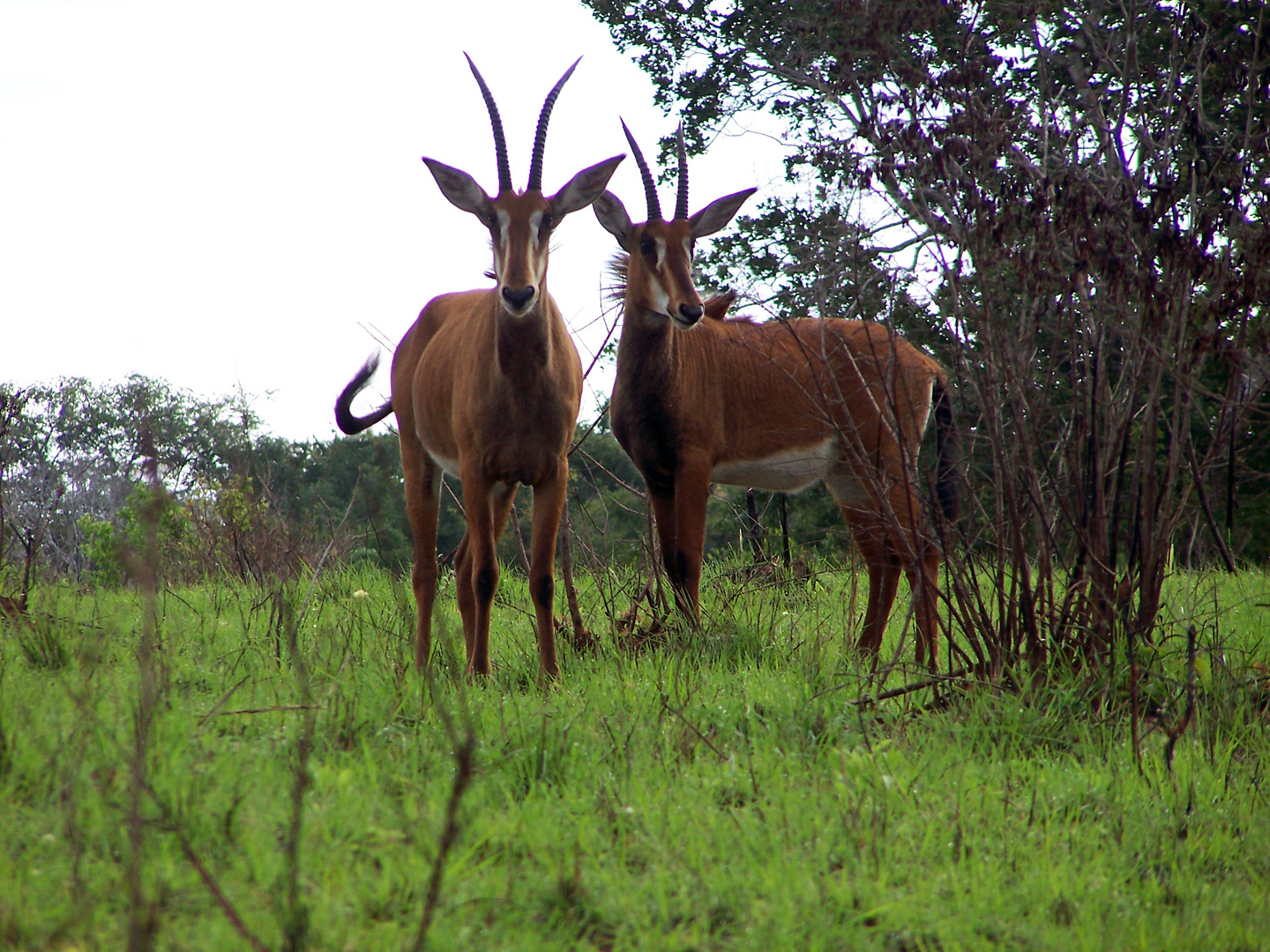 Shimba Hills National Reserve