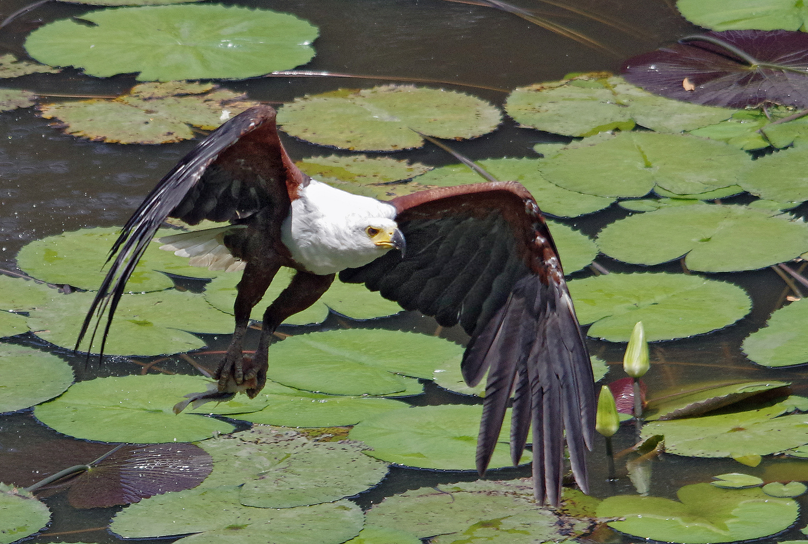 Shimba Hills, National Reserve, Schreiseeadler