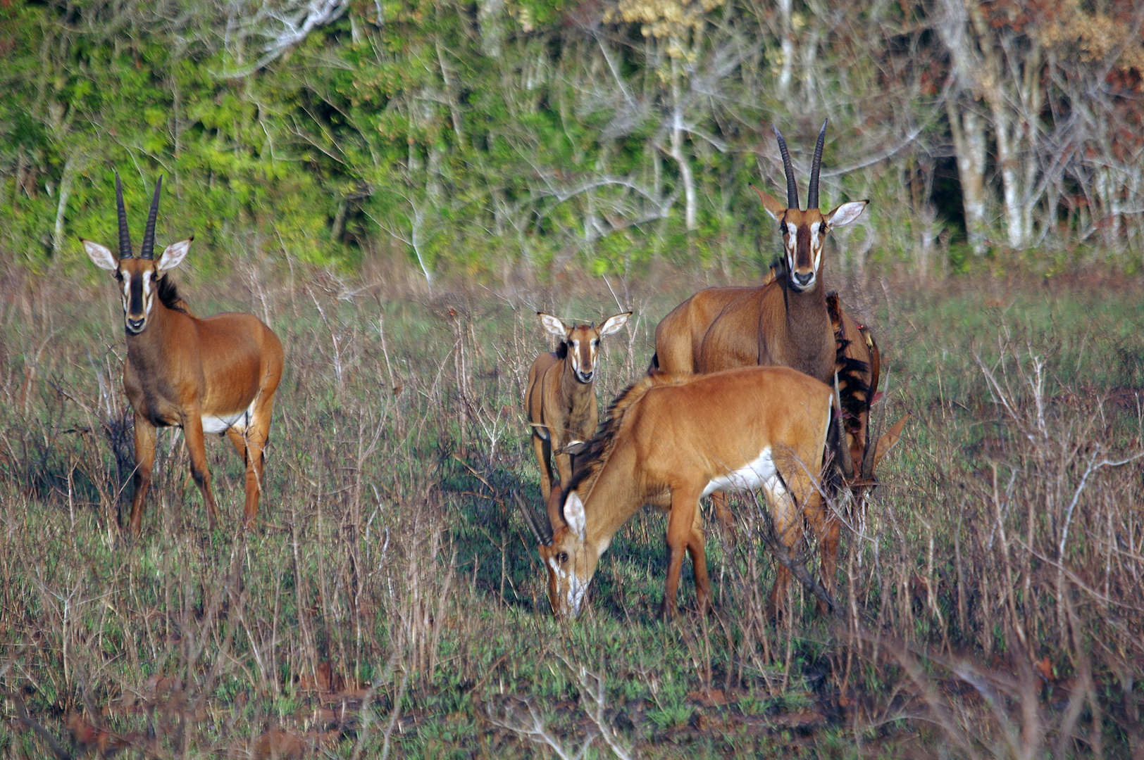 SHIMBA HILLS  Rappenantilopen / Hippotragus niger