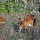 SHIMBA HILLS  Rappenantilopen / Hippotragus niger