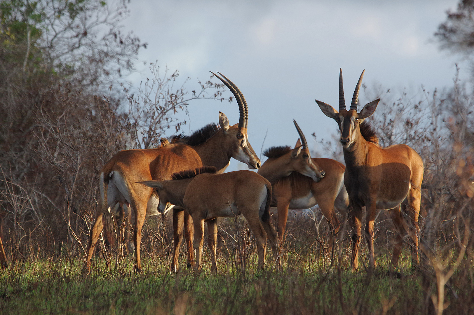 SHIMBA HILLS Rappenantilopen / Hippotragus niger    