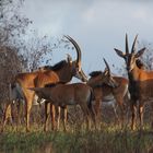 SHIMBA HILLS Rappenantilopen / Hippotragus niger    