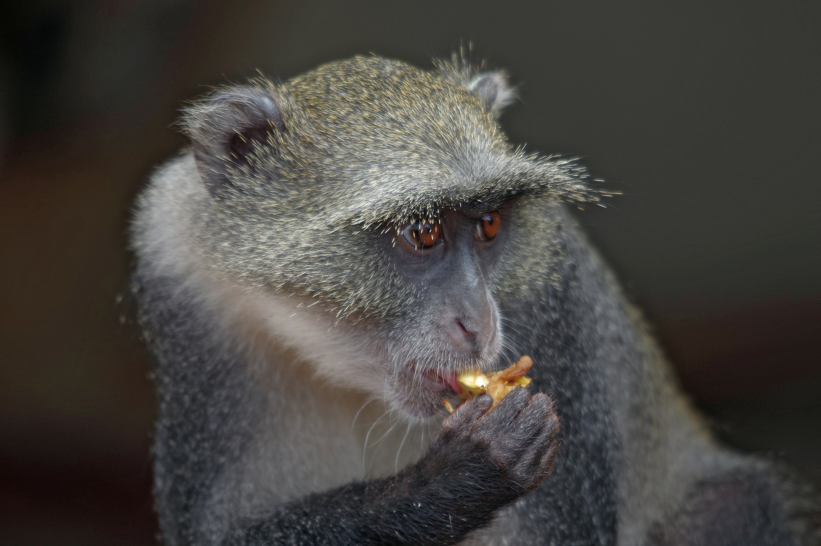 SHIMBA HILLS Weisskehlmeerkatze / Cercopithecus albigularis 