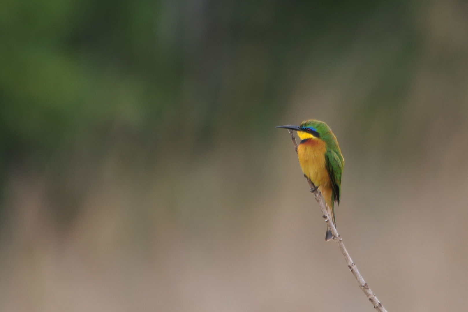 SHIMBA HILLS Zwergspint, Merops pusillus