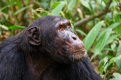 Shimpanse im Kibale Nationalpark (Uganda)