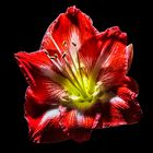 shine bright like a amaryllis