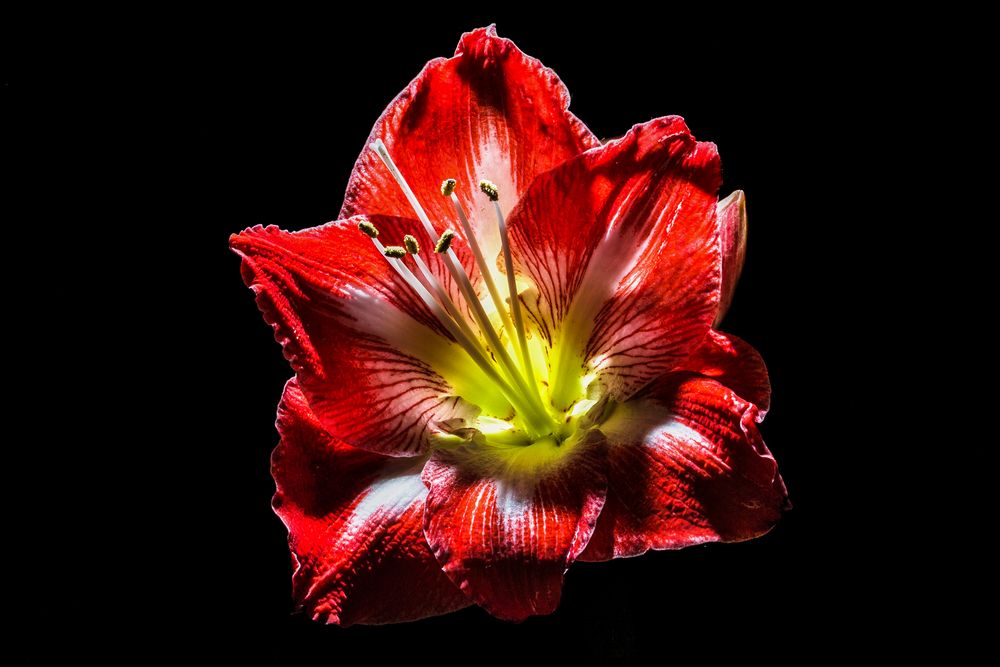 shine bright like a amaryllis