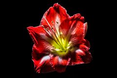 shine bright like a amaryllis