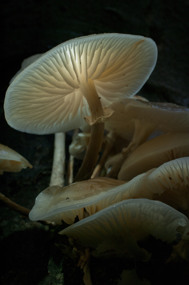 shine on, little mushroom