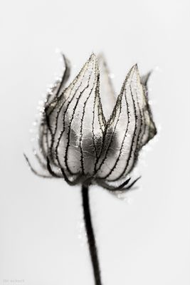 Shine On You Crazy Diamond