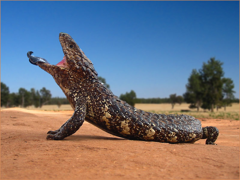 Shingleback #2