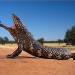 Shingleback #2