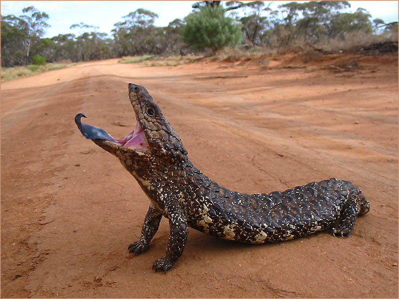 Shingleback