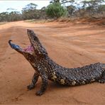 Shingleback