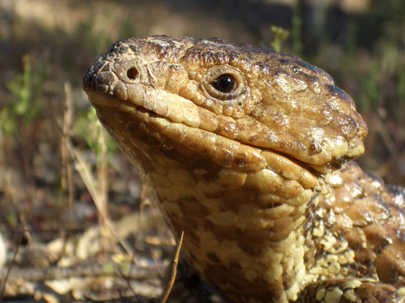 Shingleback skink