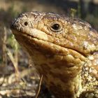 Shingleback skink