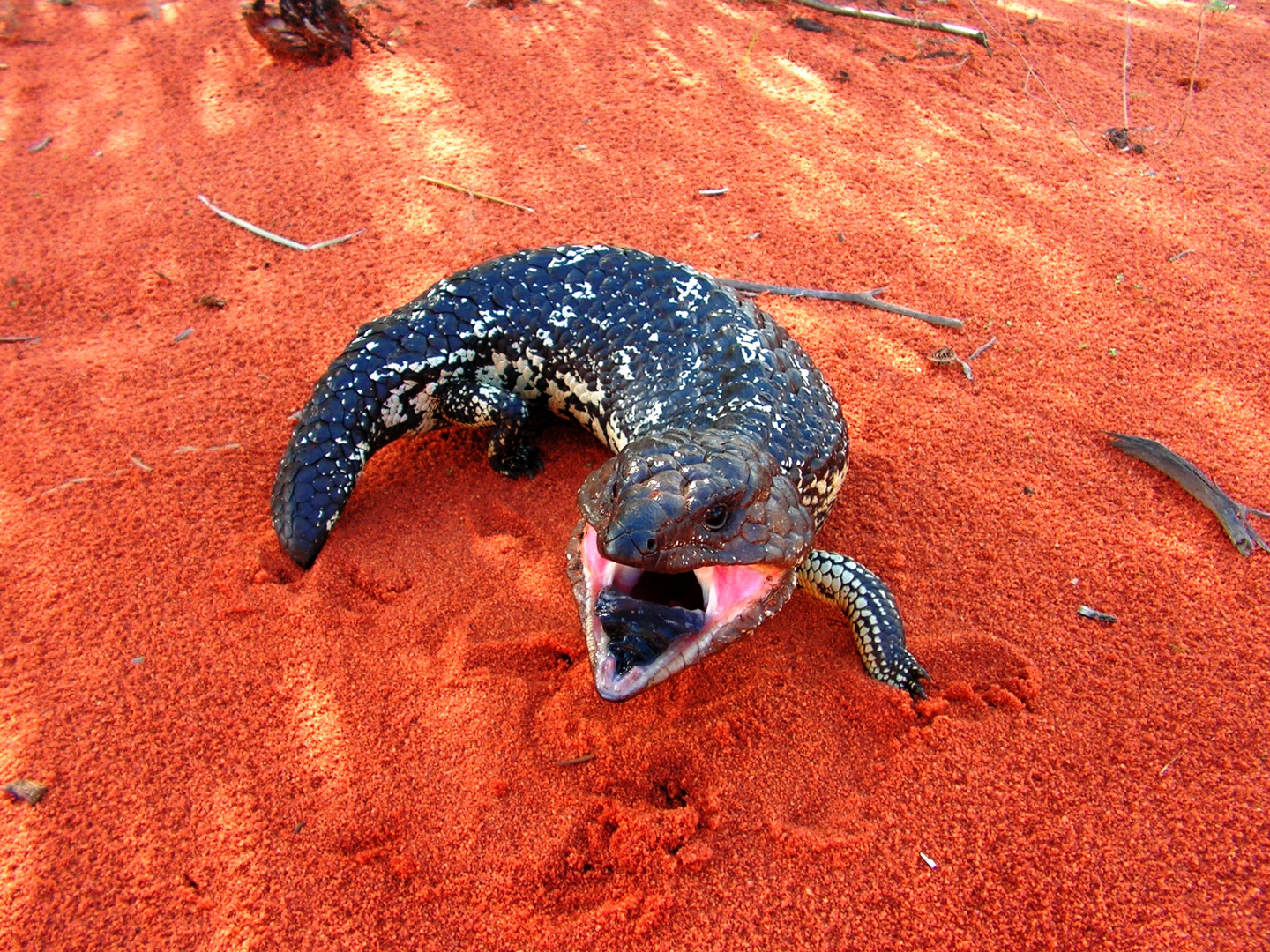 Shingleback skink