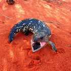 Shingleback skink