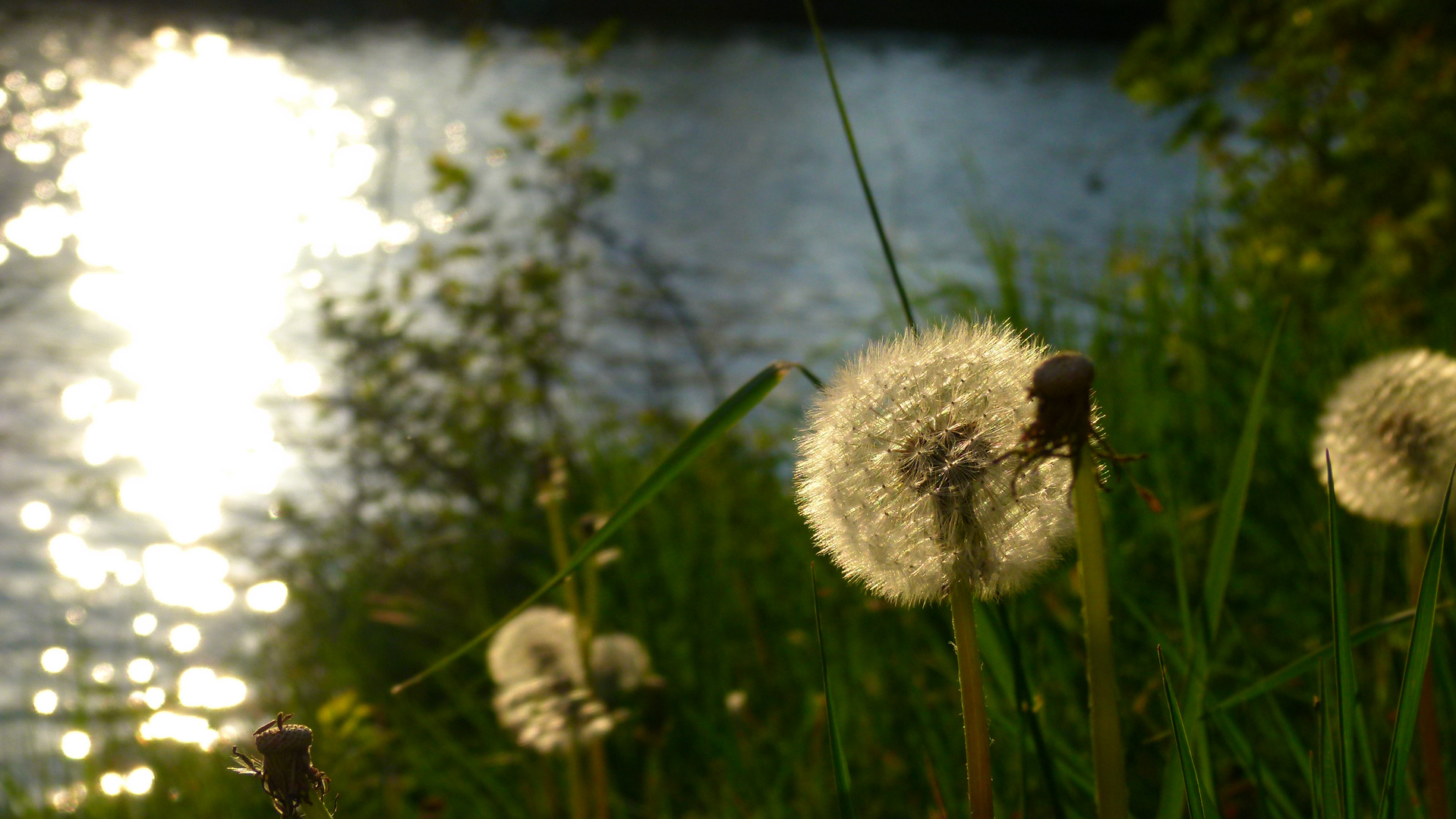 shinin' blowball