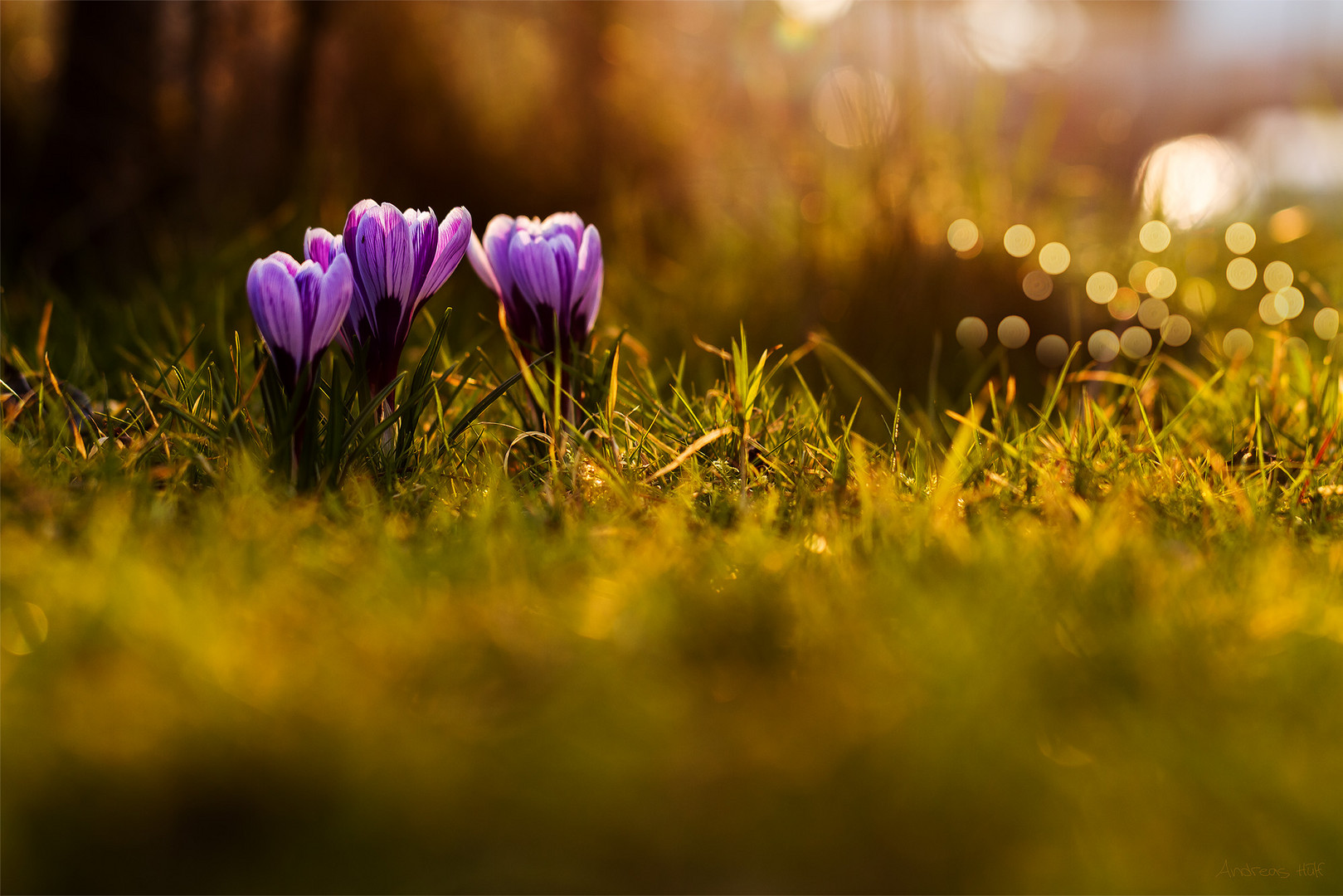 shining flowers