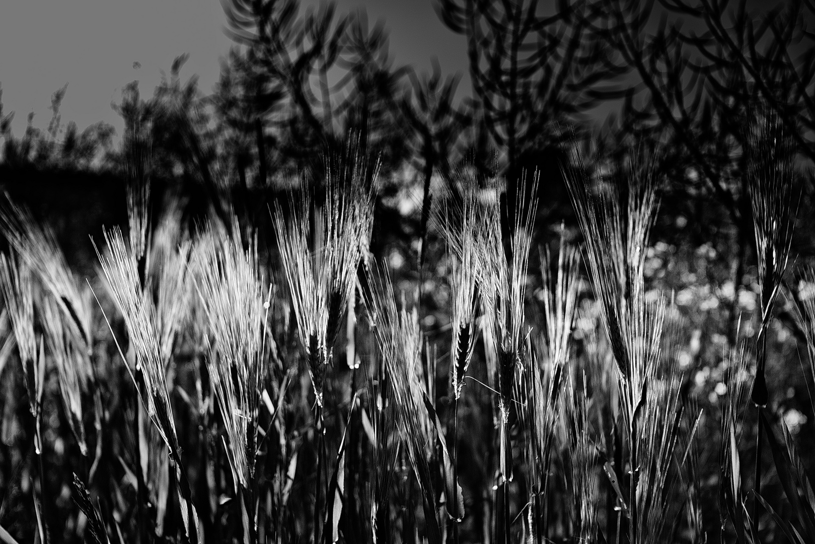 shining grasses