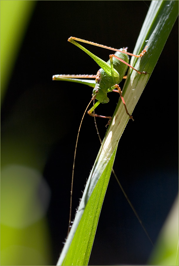 Shining Green