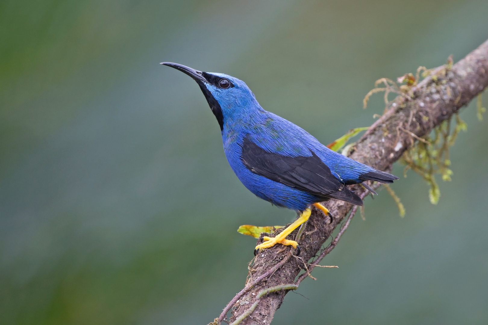 Shining Honeycreeper