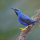 Shining Honeycreeper