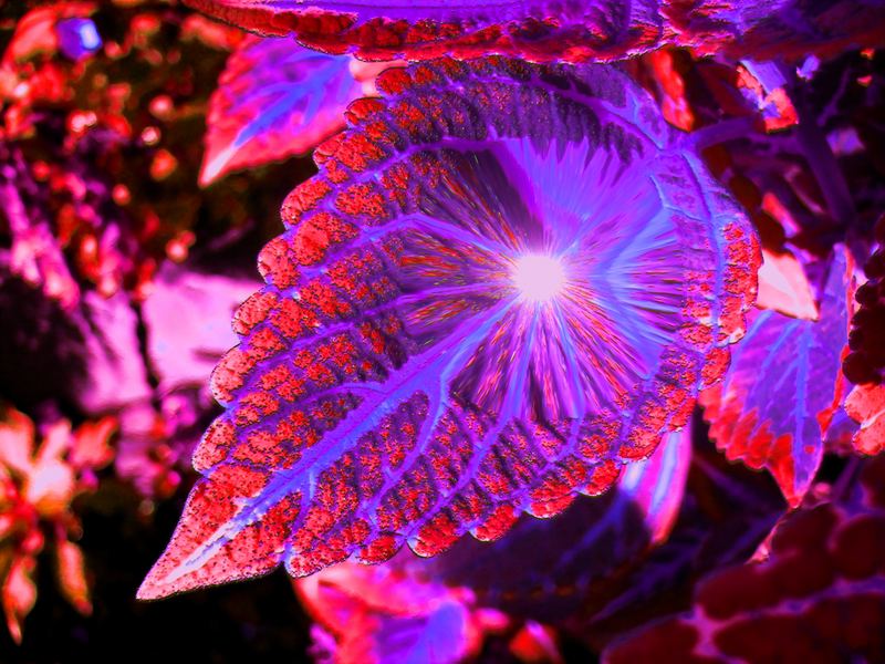 shining leaf