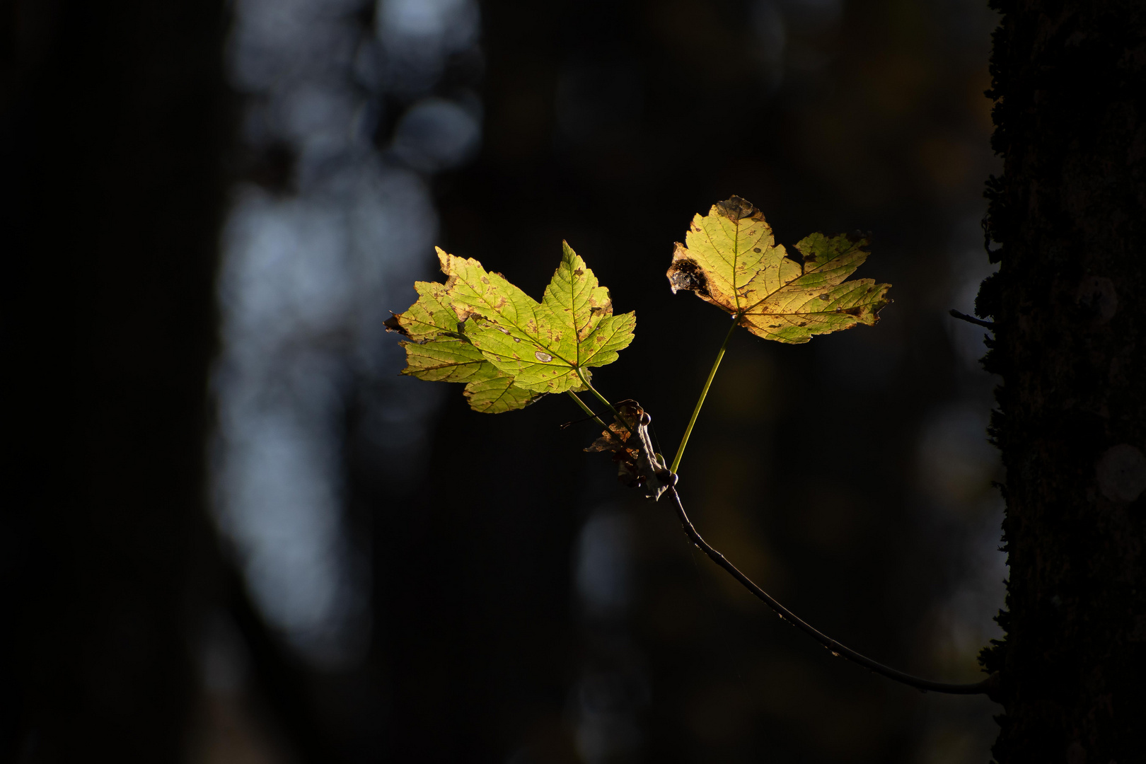 Shining leaves