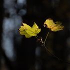 Shining leaves