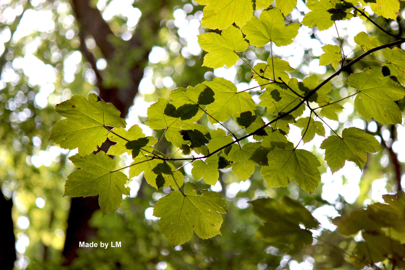 shining leaves