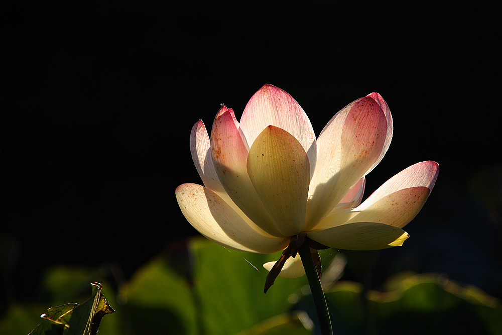 Shining Lotus