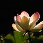 Shining Lotus