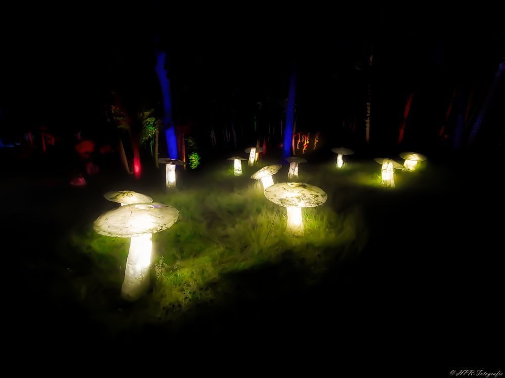 " Shining Mushrooms "