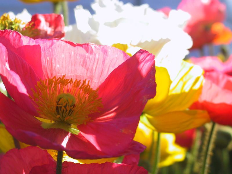 Shining Poppies