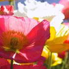 Shining Poppies