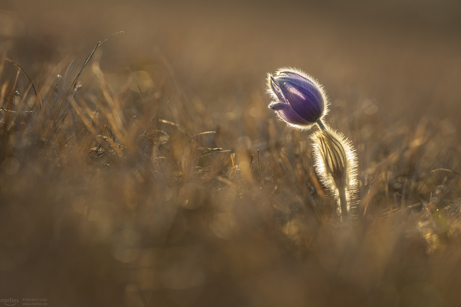 shining pulsatilla