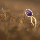 shining pulsatilla