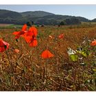 shining red poppy