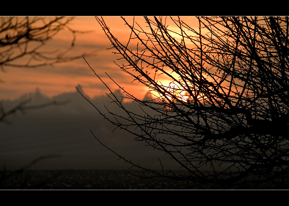 ~ Shining though the branches ~